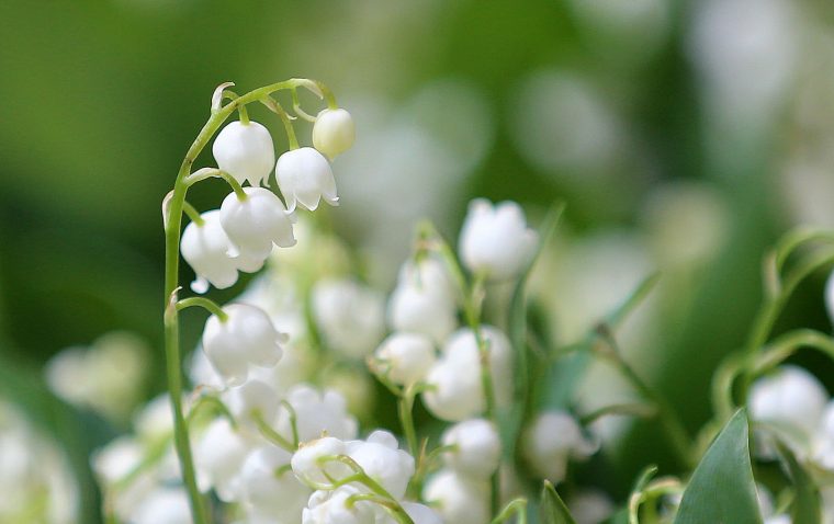 Porte Bonheur Photo Muguet Fleur – Almoire serapportantà Muguet Fleur