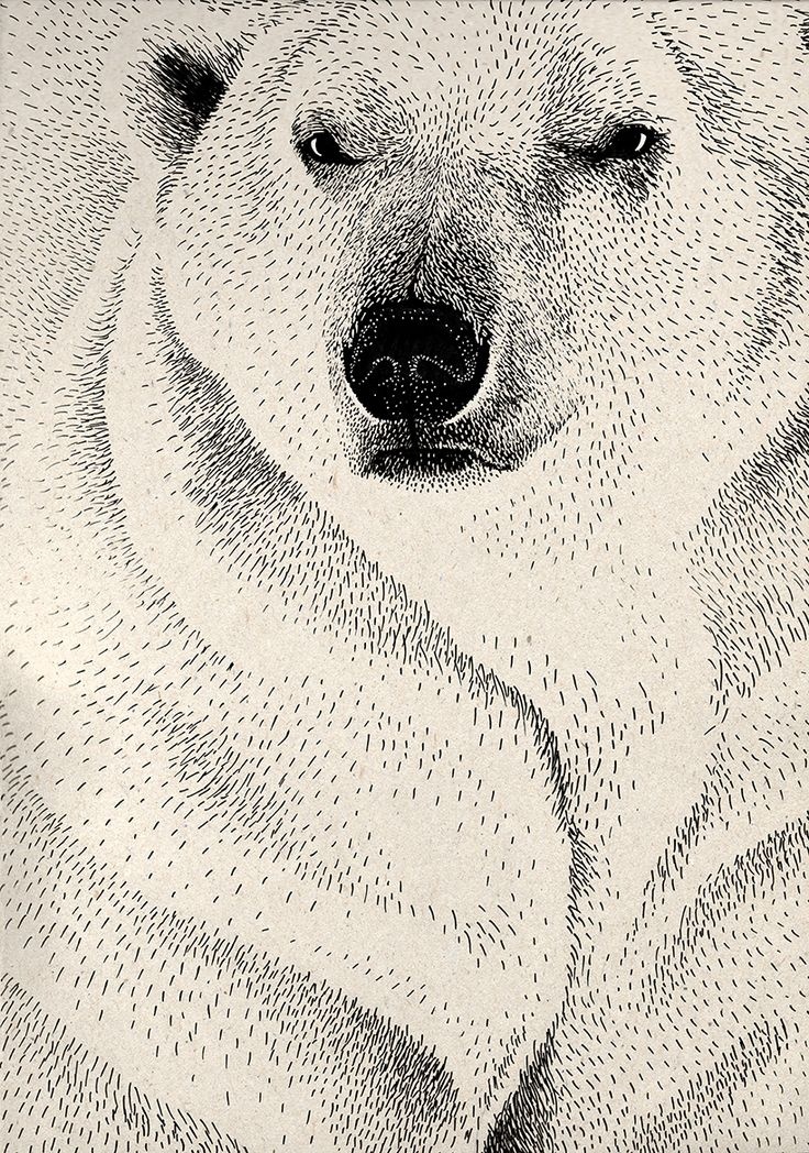 Portfolio  Polar Bear Illustration, Bear Art, Polar Bear Art avec Ours Dessin