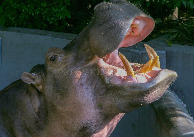 Portrait De Vue De C?T? D&amp;#039;Un Hippopotame Avec La Bouche dedans Gros Hippopotame 