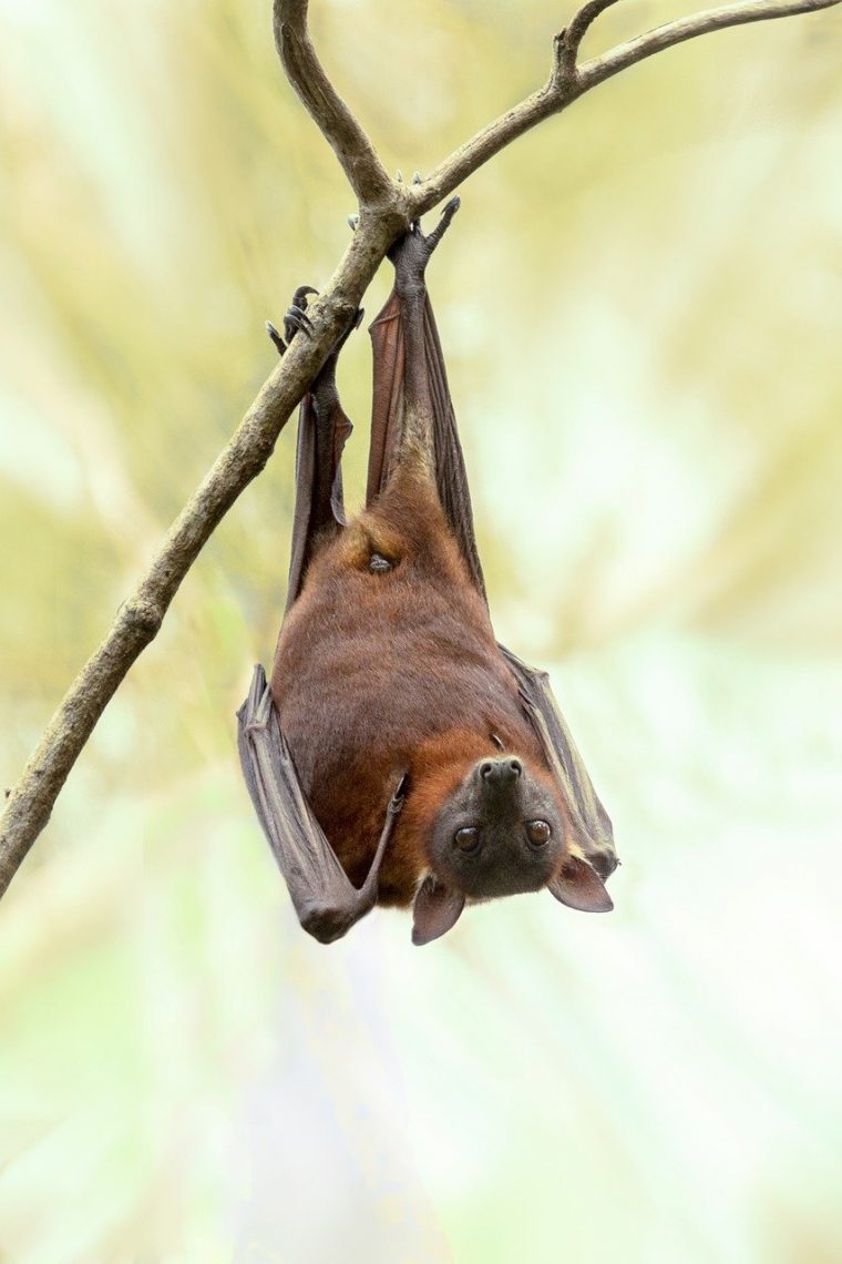 Pourquoi Avons-Nous Peur Des Chauves-Souris ? Instinct Animal intérieur Chauve Sourie Vampire