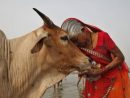 Pourquoi Les Vaches Sont-Elles Sacrées ? - Voyage To India intérieur Cri De La Vache