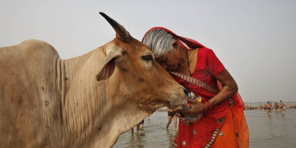 Pourquoi Les Vaches Sont-Elles Sacrées ? - Voyage To India intérieur Cri De La Vache 
