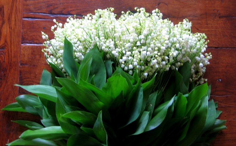 *Pourquoi Offre-T-On Des Brins De Muguet Le 1Er Mai dedans Image Gratuite Brin De Muguet