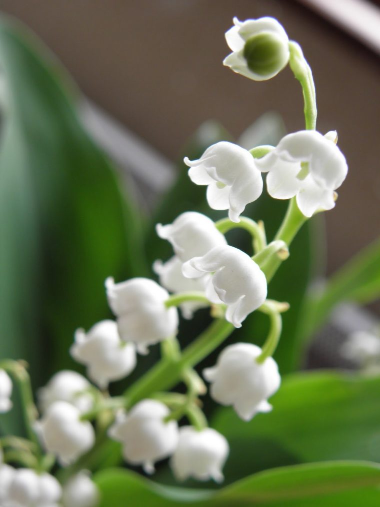 Pz C: Muguet à Image Gratuite Brin De Muguet