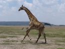 Quand Les Drones Regardent Courir Les Girafes dedans Girafe De Madagascar