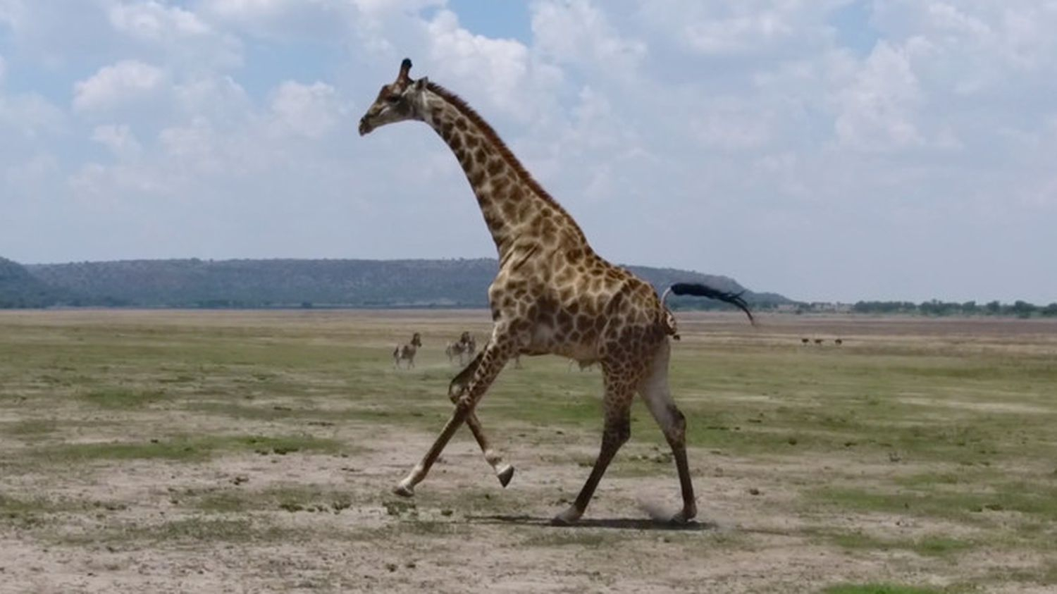 Quand Les Drones Regardent Courir Les Girafes dedans Girafe De Madagascar