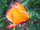 Quelques Roses - Photos Gratuies - Webmultiple avec Photos De Roses Gratuites