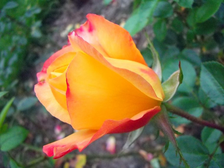 Quelques Roses – Photos Gratuies – Webmultiple avec Photos De Roses Gratuites