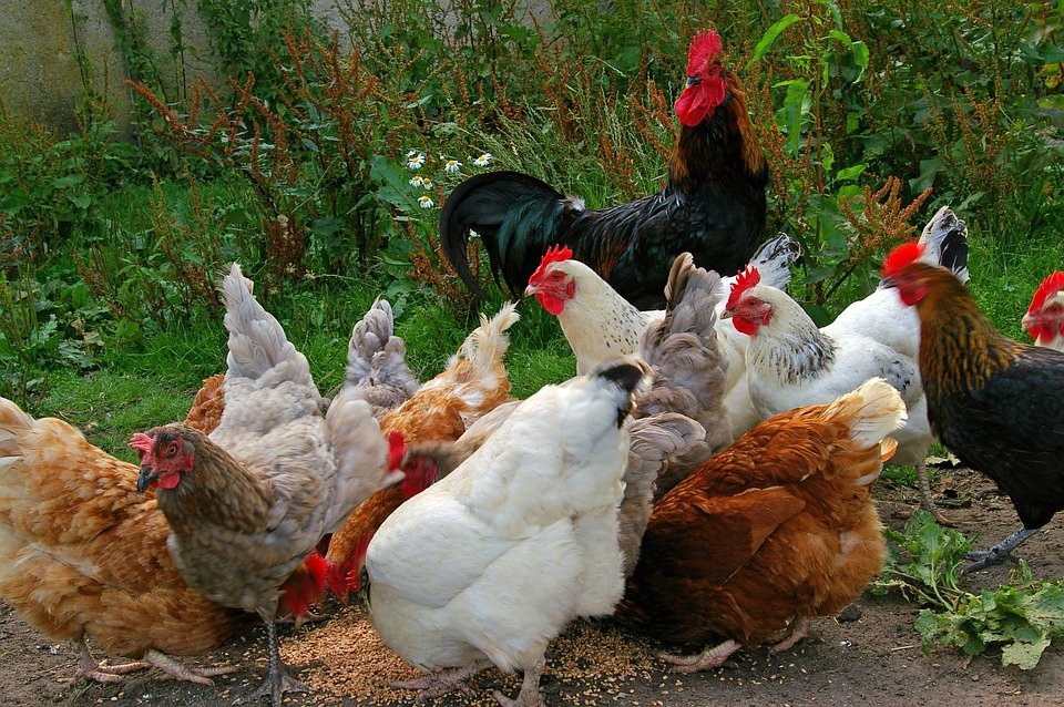 Quels Animaux De Ferme Autour Du Jardin intérieur Image Les Animaux De La Ferme 