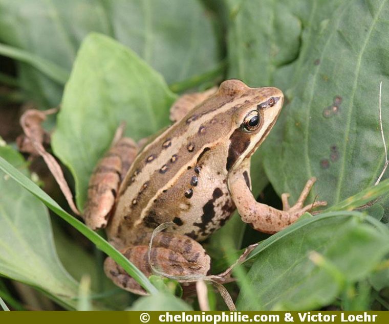 Rana Arvalis – Grenouille Des Champs pour Image De Grenouille