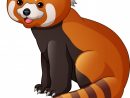 Red Panda Vector At Vectorified  Collection Of Red à Panda Roux Dessin