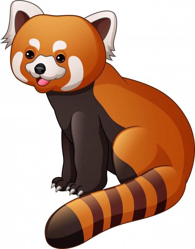 Red Panda Vector At Vectorified  Collection Of Red à Panda Roux Dessin 