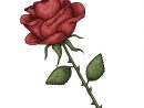 Red Rose Drawings - Clipart Best intérieur Rose Dessin