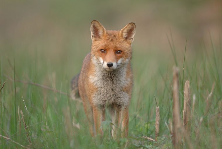 Renard Roux : Bien Connaître Le Renard  Pratique.fr tout Famille Des Renards