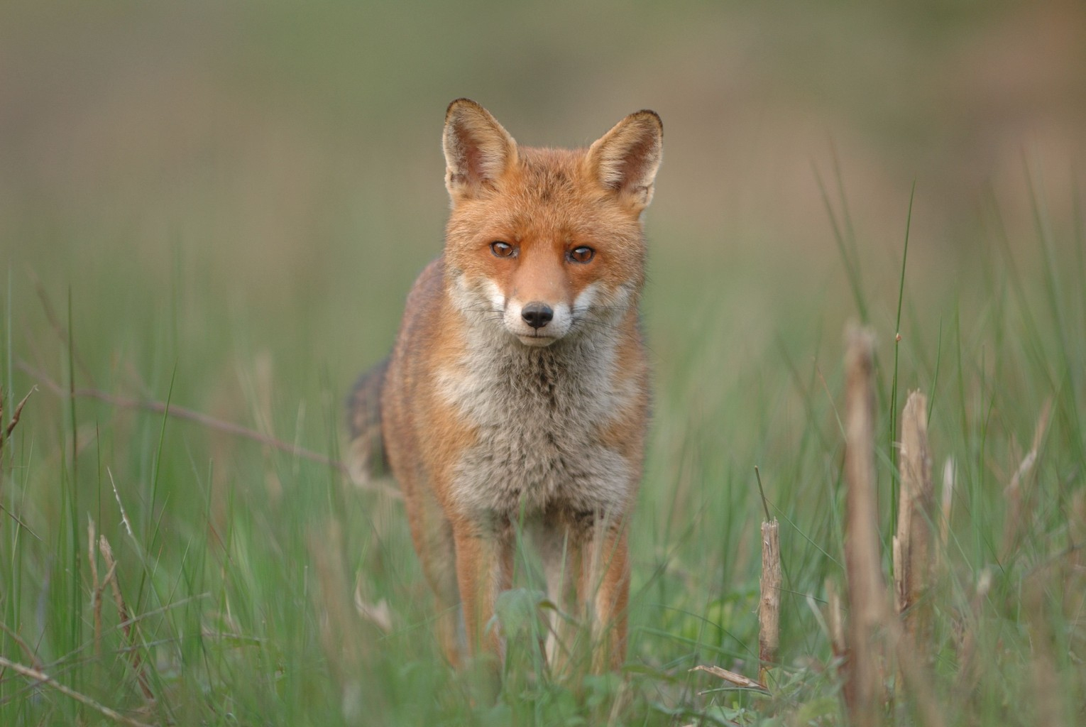 Renard Roux : Bien Connaître Le Renard  Pratique.fr tout Famille Des Renards 