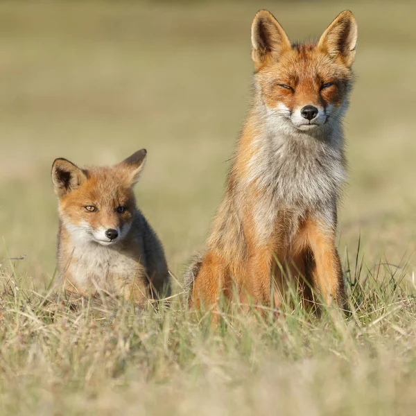 Renard Roux — Photographie Nialat © #2459188 tout Famille Des Renards 