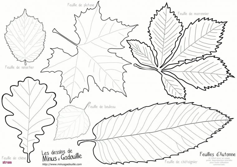 Résultat De Recherche D'Images Pour "Dessins D'Automne à Dessin Feuilles D Automne