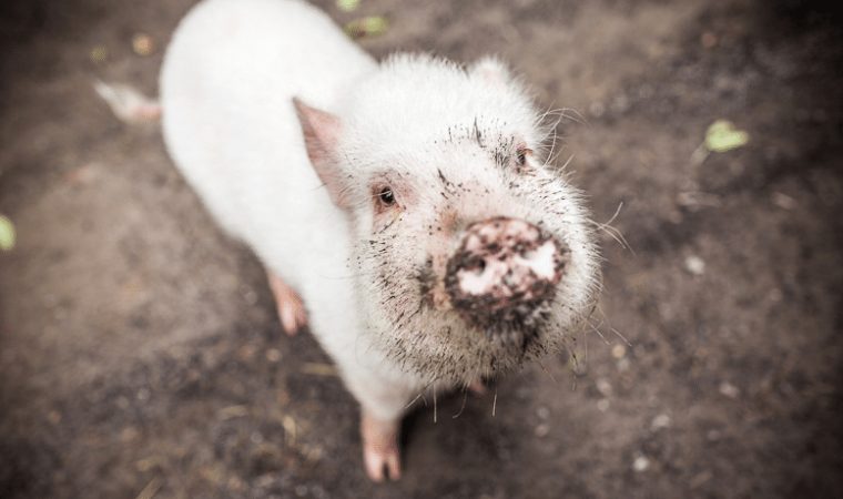 Rêver De Boue – Divinatix tout Pourquoi Les Cochons Se Roulent Dans La Boue