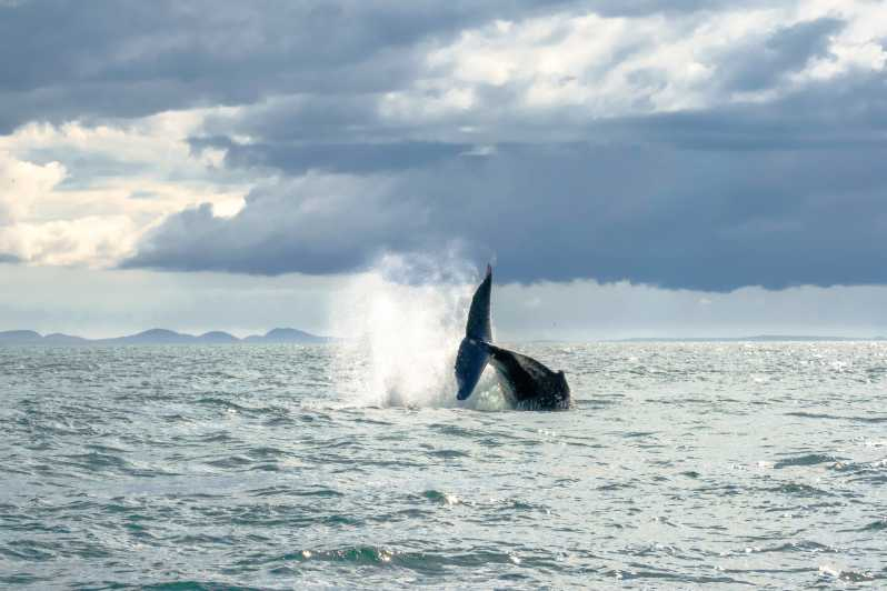 Reykjavik : Croisière D'Observation De Baleines En Hors serapportantà Cri Baleine