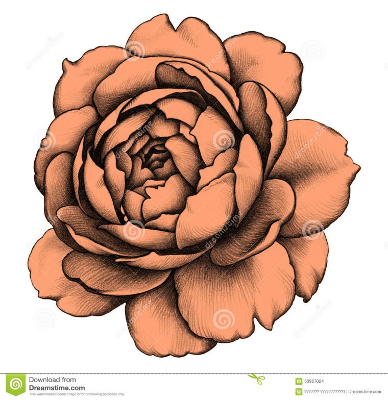 Rose Dessin Au Crayon Illustration Stock – Image: 60967024 encequiconcerne Rose Dessin