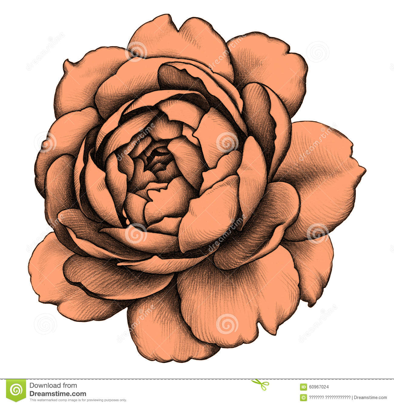 Rose Dessin Au Crayon Illustration Stock - Image: 60967024 encequiconcerne Rose Dessin 