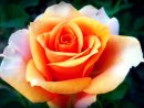 Rose Orange Nature · Photo Gratuite Sur Pixabay serapportantà Fleurs Gratuites