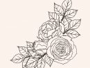Rose Ornement Vectoriel Dessin À La Main  Vecteur Premium encequiconcerne Rose Dessin