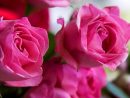 Roses Pink  Free Stock Photo  A Bouquet Of Pink Roses destiné Photos De Roses Gratuites