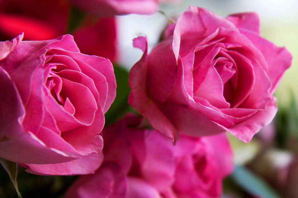 Roses Pink  Free Stock Photo  A Bouquet Of Pink Roses destiné Photos De Roses Gratuites 