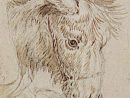 Rubens -Tête D'Âne - Photo De Anes En Vrac - L'Âne D'Or encequiconcerne Dessins Anes