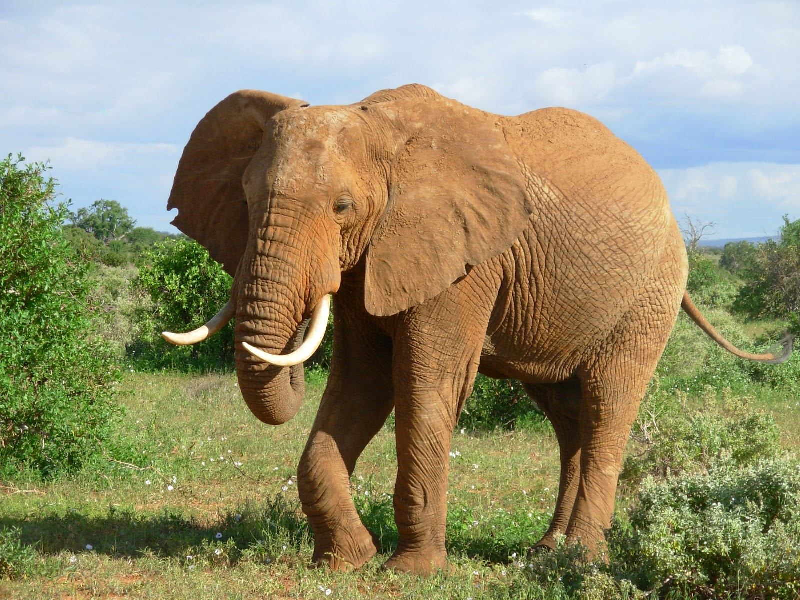 Rules Of The Jungle: Finding A Really Big Elephant encequiconcerne Anatomie Des Ã©Lephants