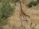 Samedi 21 Juin 2014, Première Journée Mondiale De La tout Girafe De Madagascar