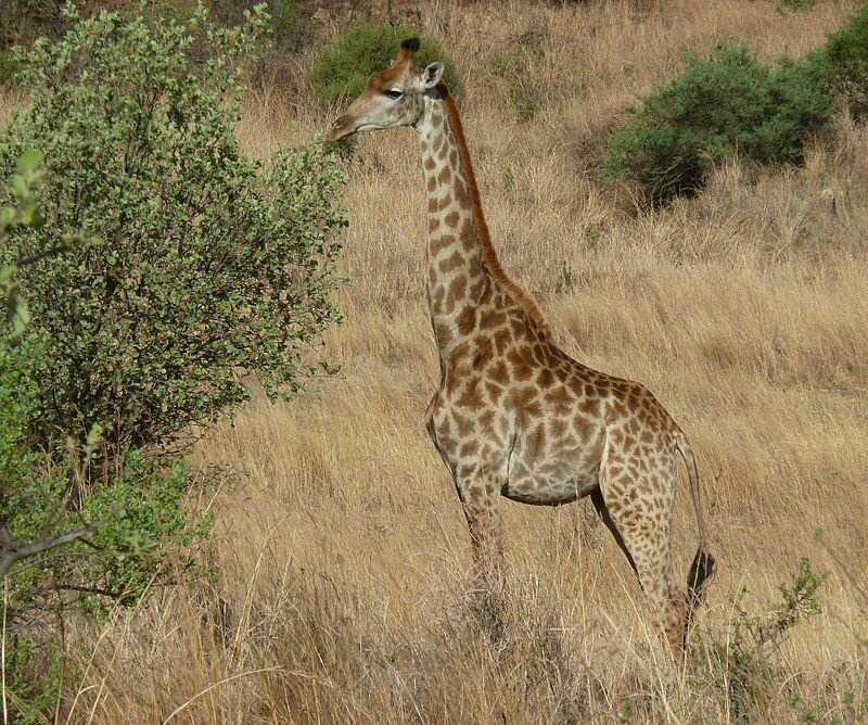 Samedi 21 Juin 2014, Première Journée Mondiale De La tout Girafe De Madagascar 