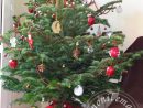 Sapin De Noël 2015 - 2015 Christmas Tree  Mon Île, Ma encequiconcerne Sapin Noel Image