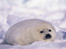 Seal Hd Wallpaper  Background Image  2560X1703  Id intérieur Baby Phoque