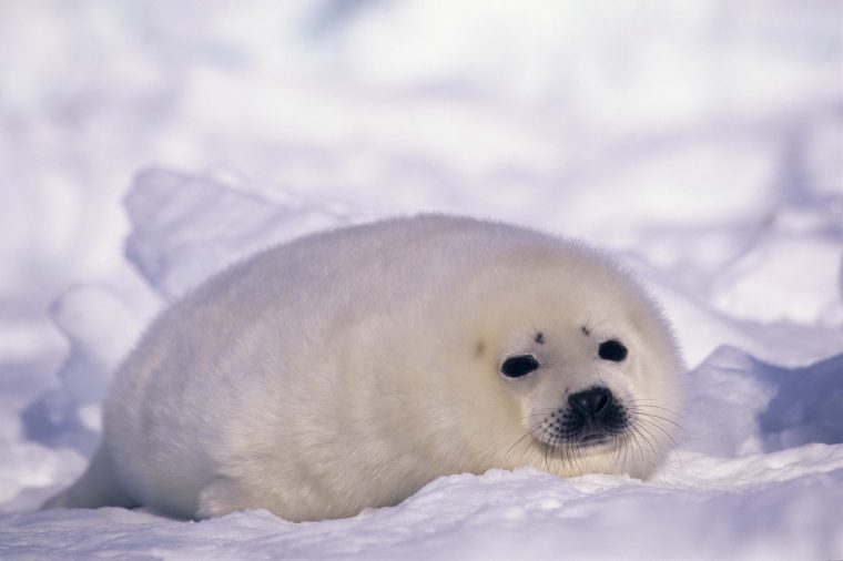 Seal Hd Wallpaper  Background Image  2560X1703  Id intérieur Baby Phoque