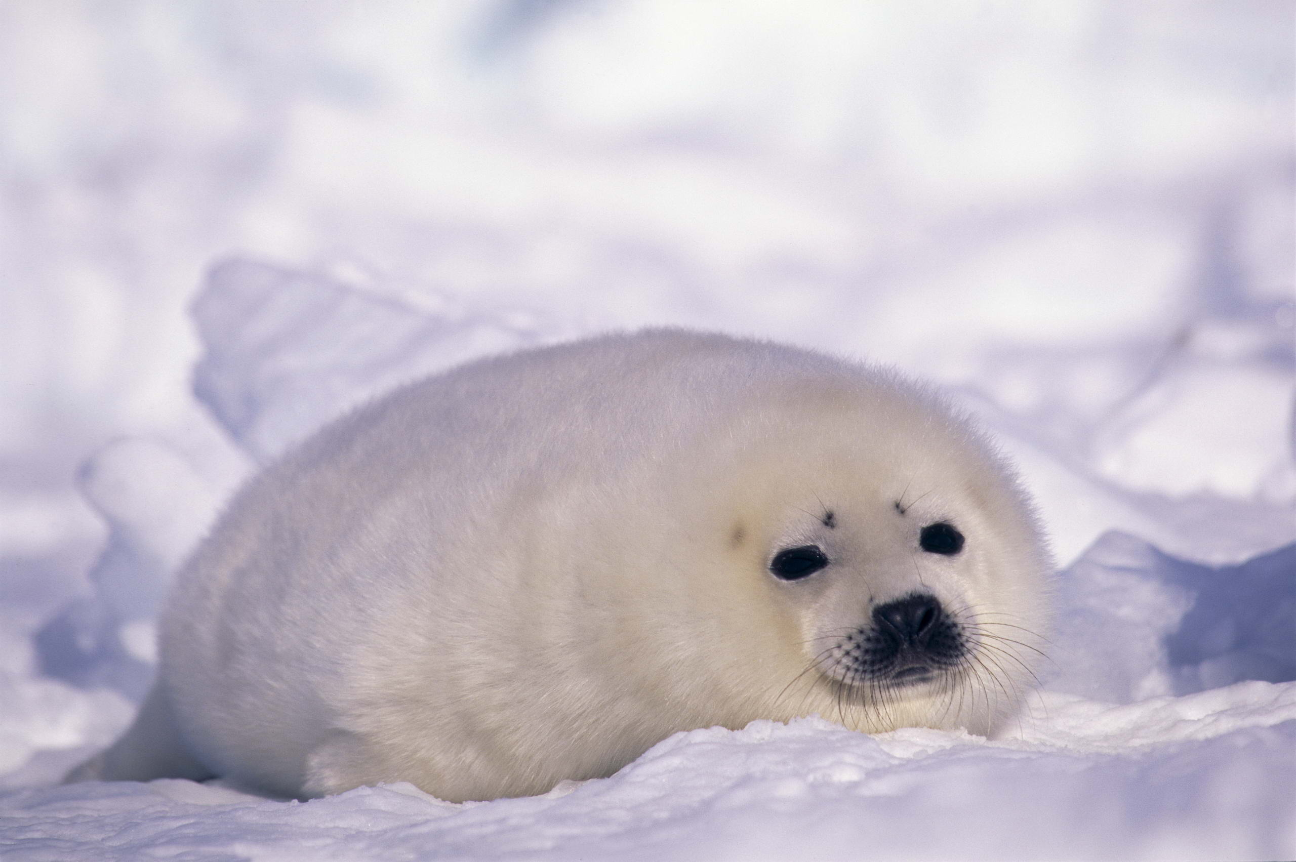 Seal Hd Wallpaper  Background Image  2560X1703  Id intérieur Baby Phoque 