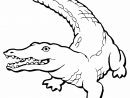 Sélection De Coloriage Alligator À Imprimer Sur Laguerche pour Coloriage Crocodile