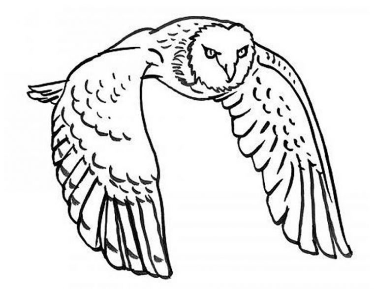 Sélection De Coloriage Hibou À Imprimer Sur Laguerche dedans Dessins Hibou