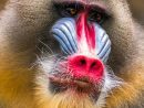 Singe De Singe De Mandrill, Animal De Babouin De Primat pour Singe Nez Rouge