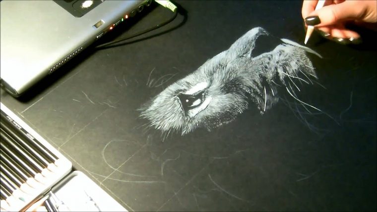 Speed Drawing, Dessin "Lion" Crayon Blanc Sur Fond Noir dedans Animal Polaire Noire Et Blanc Dessin