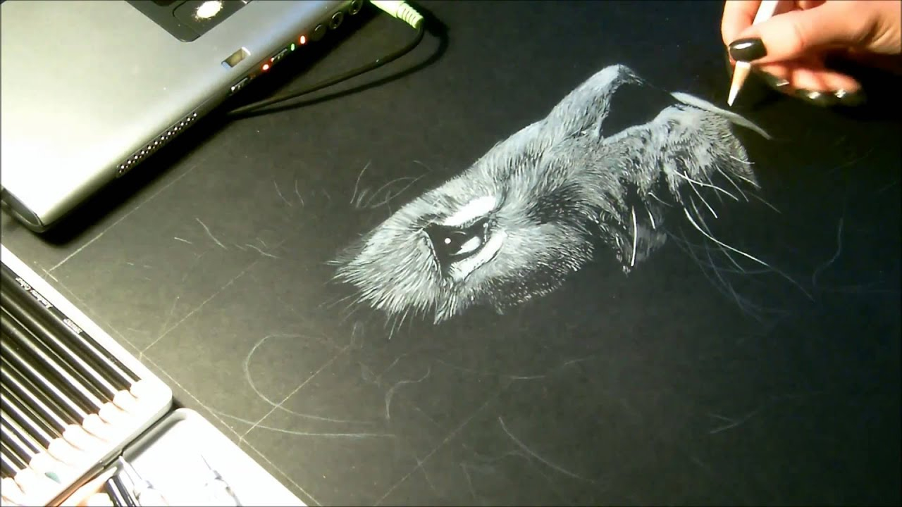 Speed Drawing, Dessin &amp;quot;Lion&amp;quot; Crayon Blanc Sur Fond Noir dedans Animal Polaire Noire Et Blanc Dessin 