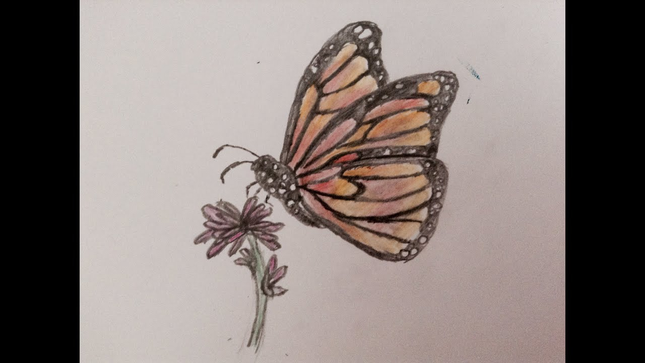 Speed Drawing - Papillon De Profil - pour Papillon Dessin 