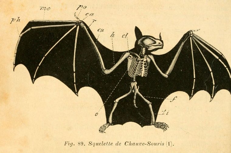 Squelette De Chauve-Souris  Animal Skeletons, Animals avec Dessin De Chauve Souris