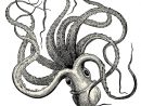 Sticker Pieuvre (Octopus Vulgaris) • Pixers® - Nous Vivons dedans Pieuvre Dessin