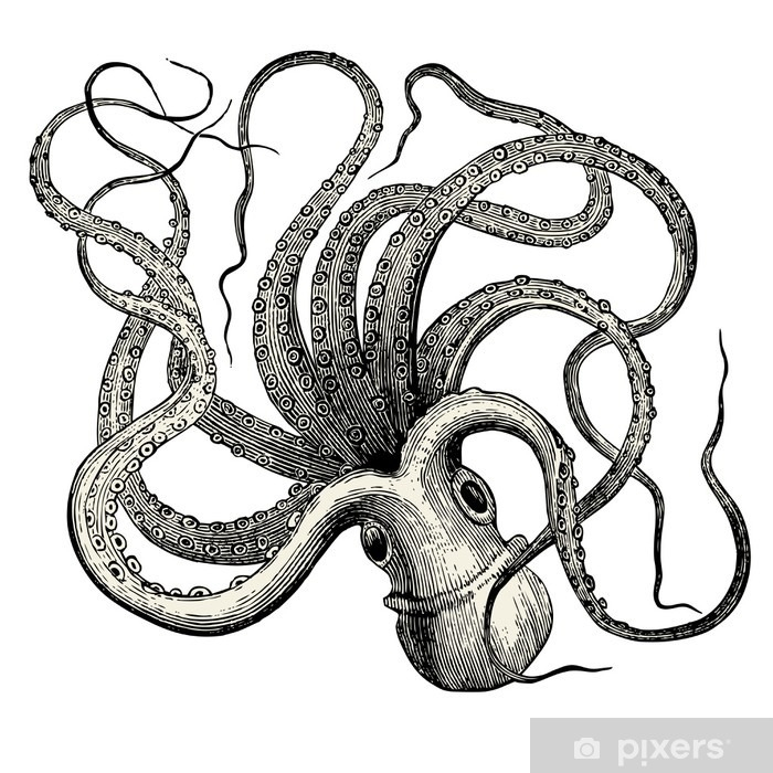 Sticker Pieuvre (Octopus Vulgaris) • Pixers® - Nous Vivons dedans Pieuvre Dessin 