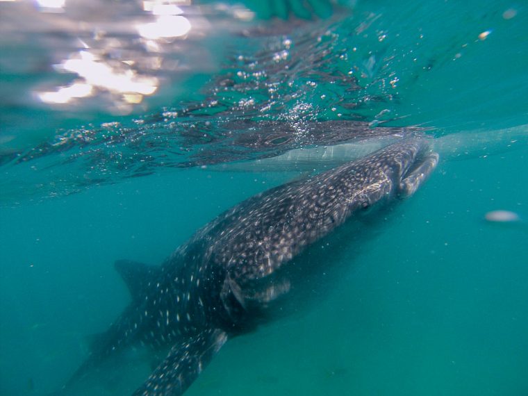 Sumilon Et Les Requins Baleines D'Oslob pour Cri Baleine