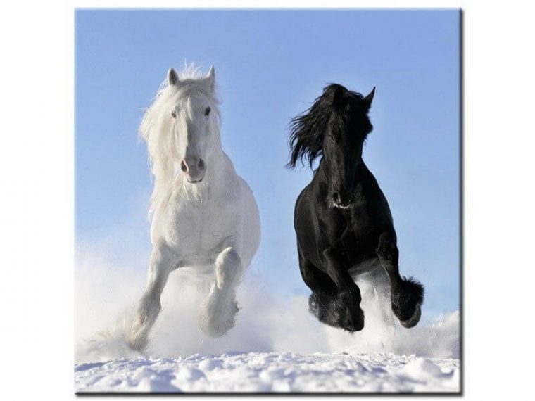 Tableau Photo Chevaux – Vente En Ligne De Tableaux Deco Design encequiconcerne Cheval A Imprimer En Couleur