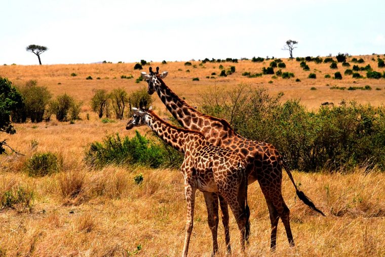 Tanzanie : De La Savane Aux Plages Paradisiaques dedans Images Savane