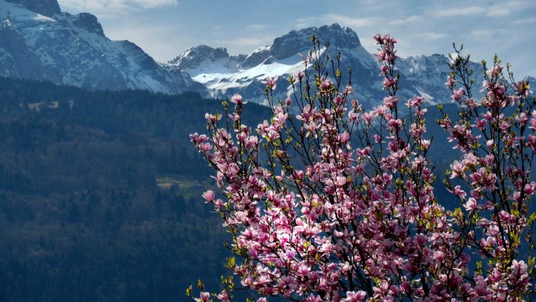 Télécharger Photos Un Début De Printemps Gratuitement tout La Nature En Printemps